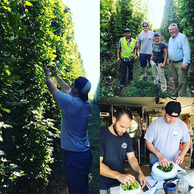 https://www.bearislandbrewing.com/wp-content/uploads/2019/11/picking-hops.jpg